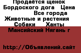 Продаётся щенок Бордоского дога › Цена ­ 37 000 - Все города Животные и растения » Собаки   . Ханты-Мансийский,Нягань г.